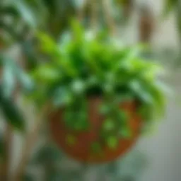 A beautifully crafted coconut shell planter adorned with lush green plants
