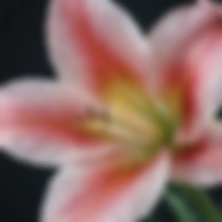 Close-up of a silk stargazer lily highlighting its delicate texture and striking hues.