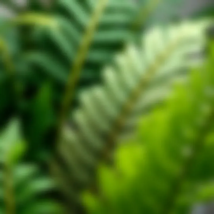 Close-up of various materials used in imitation Boston ferns