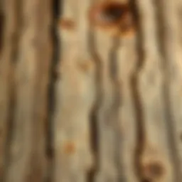 Close-up view of cedar wood texture showcasing natural patterns